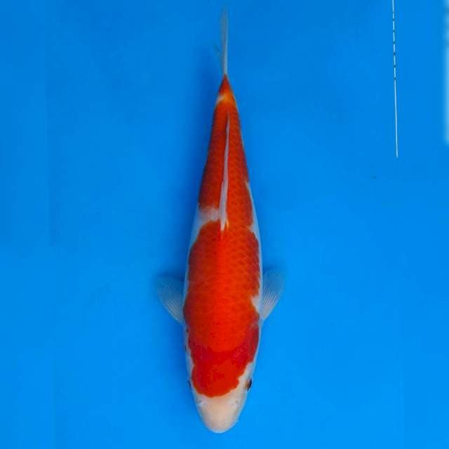 Maruhiro Kohaku