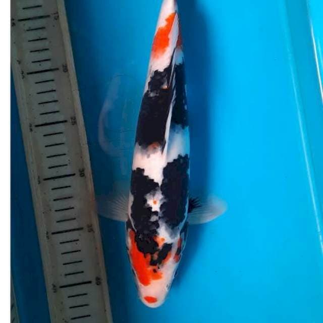 Showa 34cm