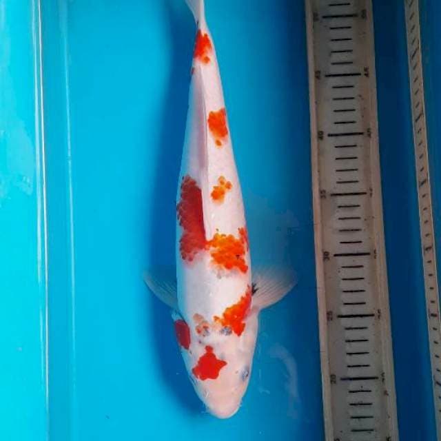 Showa tategoi 36cm 