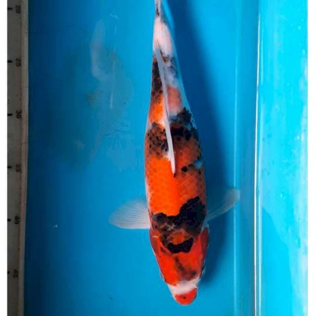 Showa 34cm 