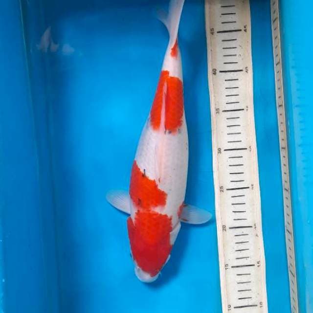 Sanke 36cm 