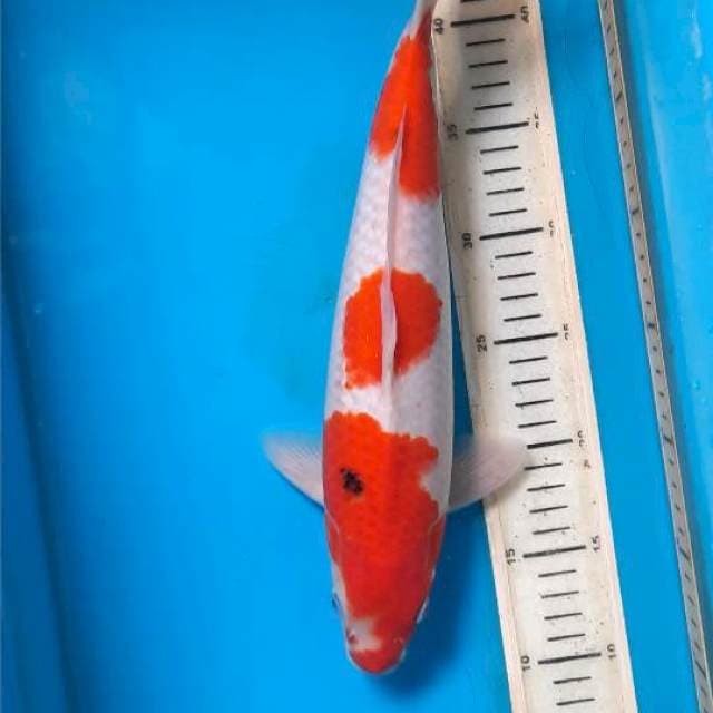 Kohaku bocor 35cm