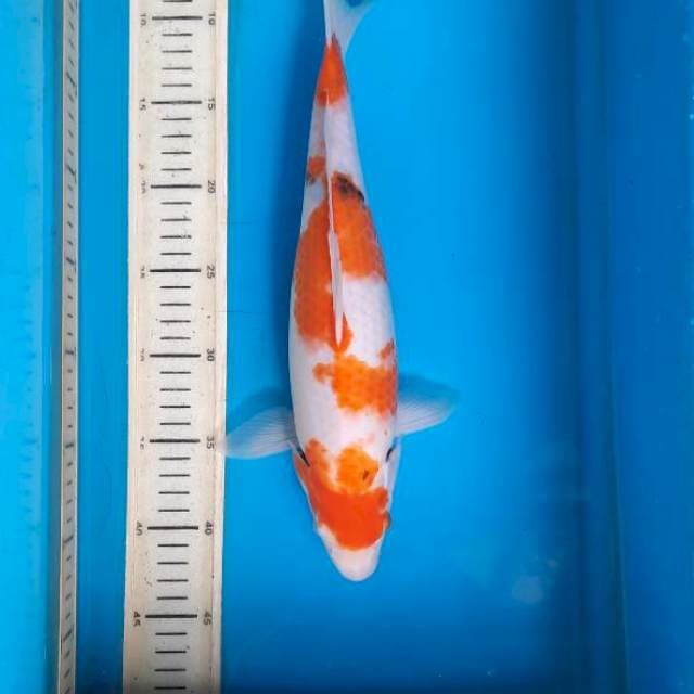 Sanke 37cm 