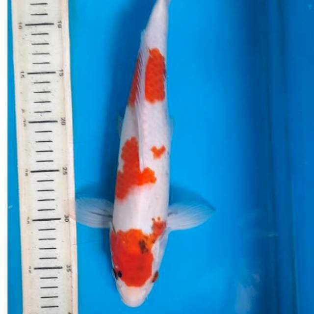 Showa tategoi 37cm 