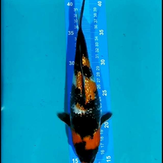Showa 26cm