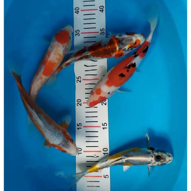 mix max 24-26 cm