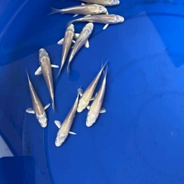 PLATINUM IMPORT MARUDO 1 EKOR 