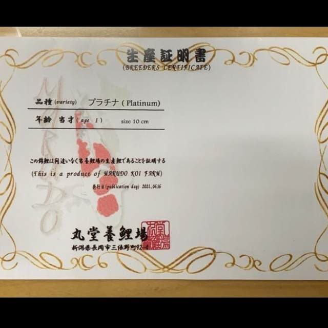 PLATINUM IMPORT MARUDO 1 EKOR 