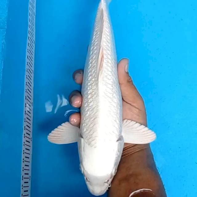Planinum Ginrin 34cm