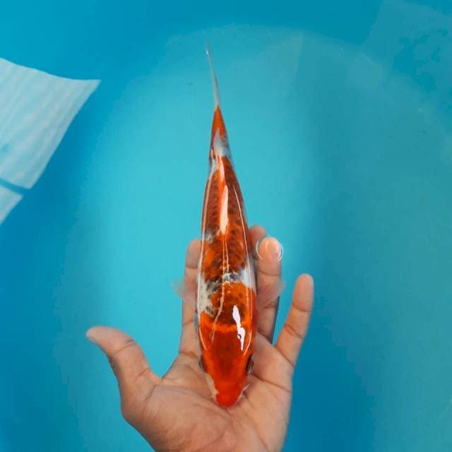 Goshiki Mantap 25cm