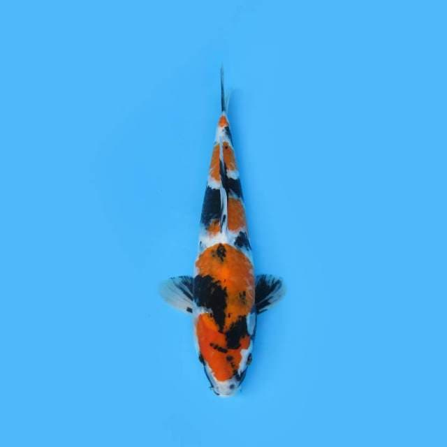 SHOWA SANSHOKU GOOD PATTERN TATEGOI