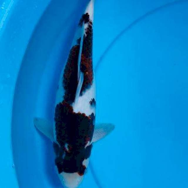 Panda budo goromo , 35cm