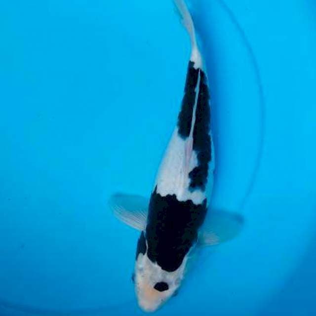 Panda budo goromo , 36cm