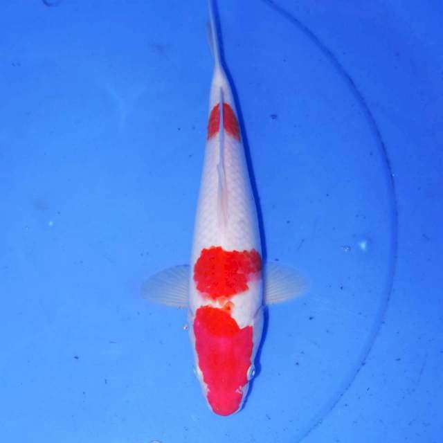 KOHAKU