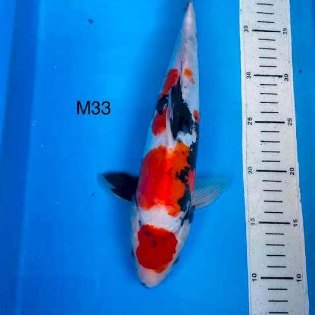 Tancho showa doit ,M33cm