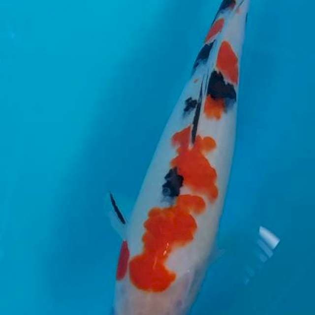 Sanke 27 cm