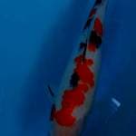 Sanke 27 cm