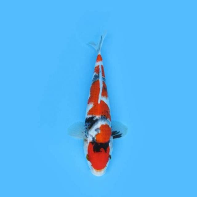 RED SHOWA TATEGOI PROSPEK
