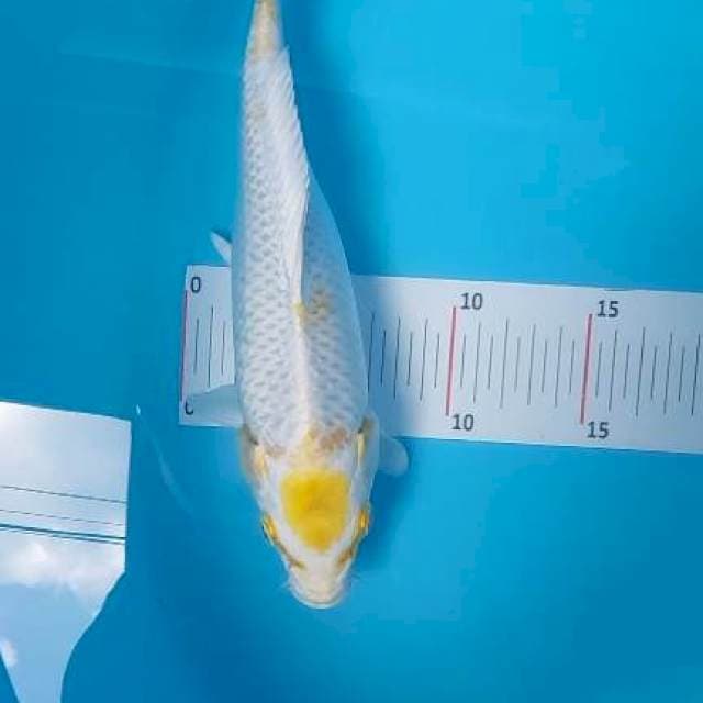 Tancho Hariwake 26 cm