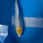 Tancho Hariwake 26 cm
