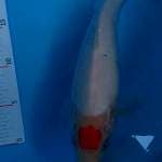 Tancho sanke original 27 cm