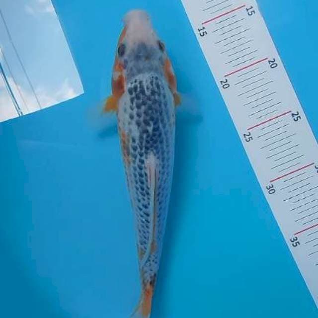 Asagi Bulki 28 cm