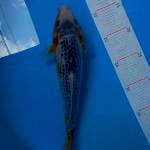 Asagi Bulki 28 cm