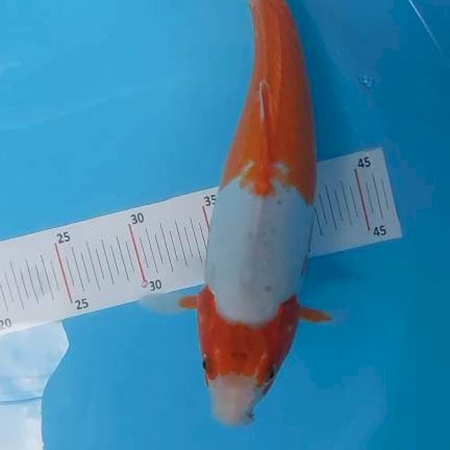 Kikushui Kohaku antik 34 cm