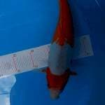 Kikushui Kohaku antik 34 cm