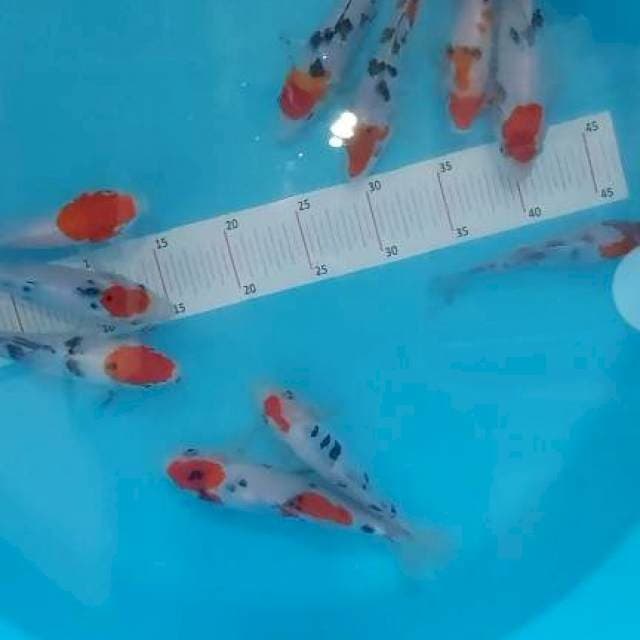 Mix Koi paket Tancho sanke 10 ekor