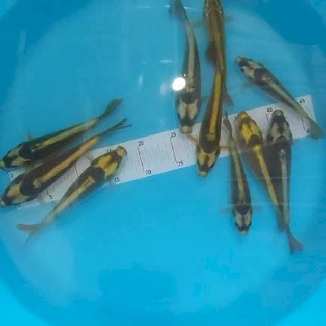 Mix Koi Pamet 10 ekor Kabuto