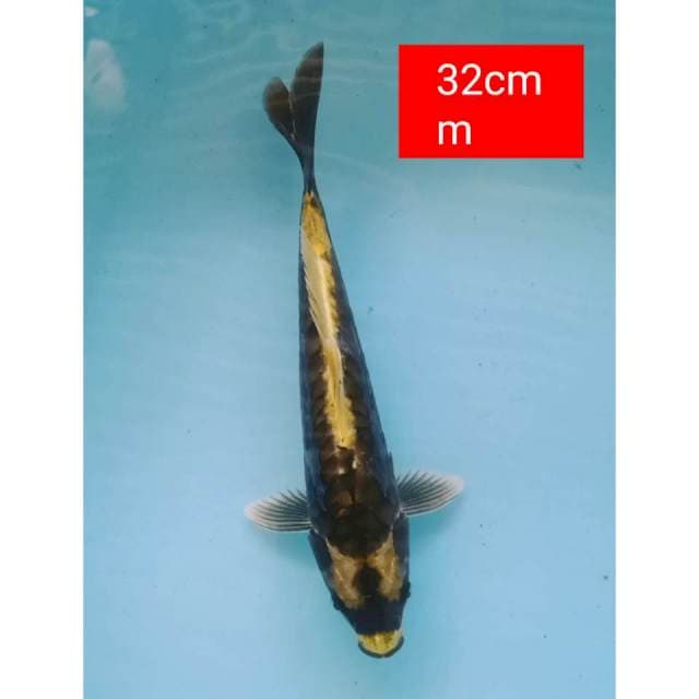 Lelang SINGKAT antik 32cm