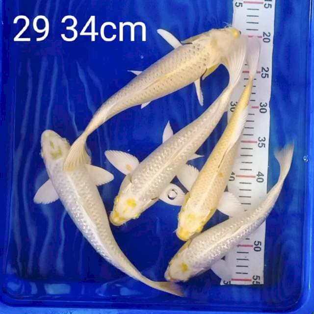 Lelang SINGKAT yamabuki 29 34cm