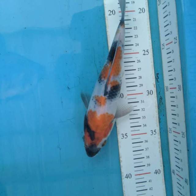 Showa (anakan Isa)