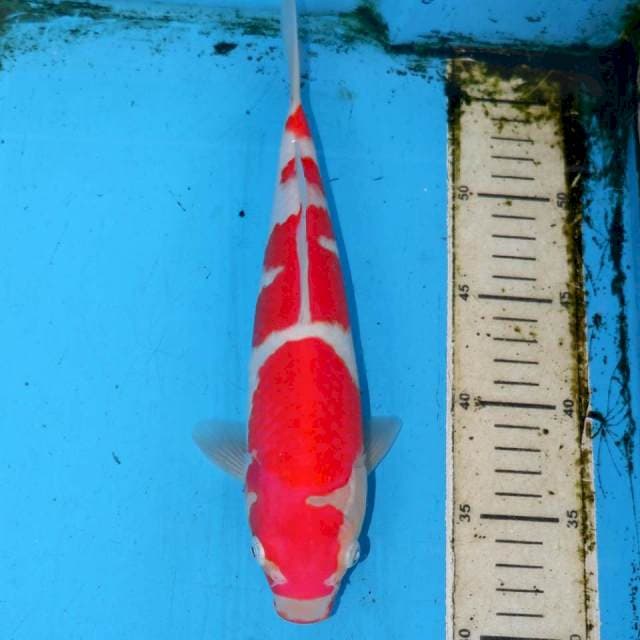 KOHAKU