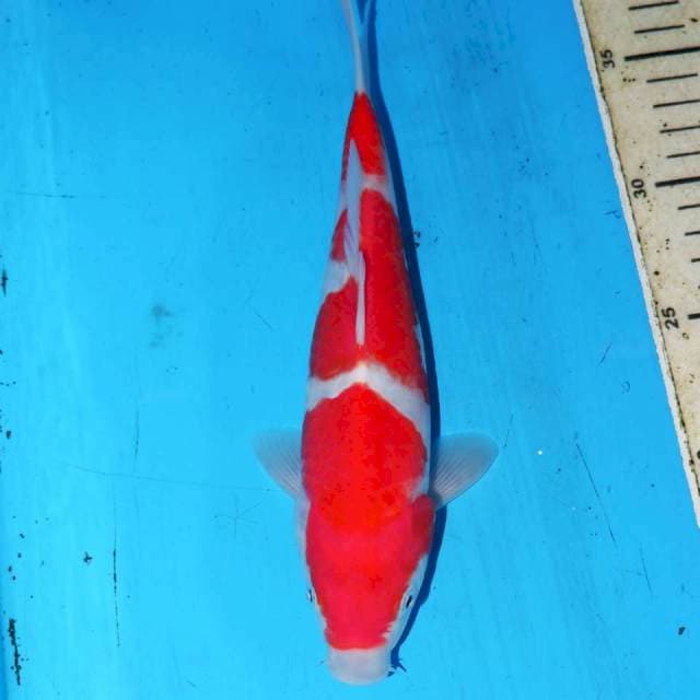 KOHAKU
