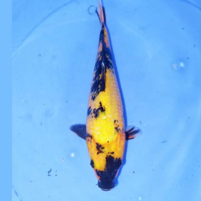 KI UTSURI KUNING