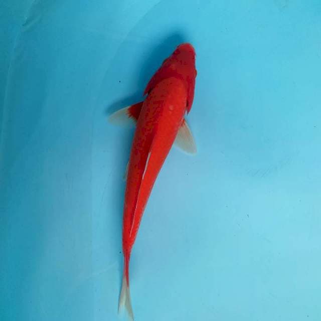 AKA hajiro merah strong