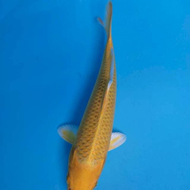 Ogon