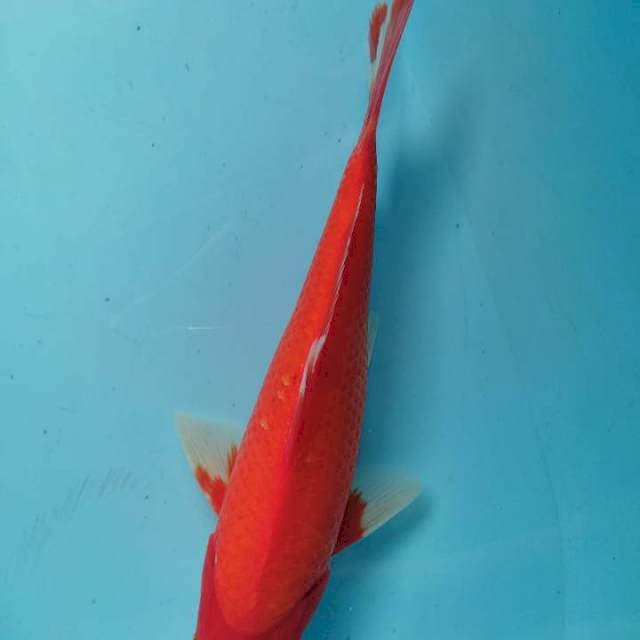 aka hajiro