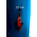 Showa JT red stroong