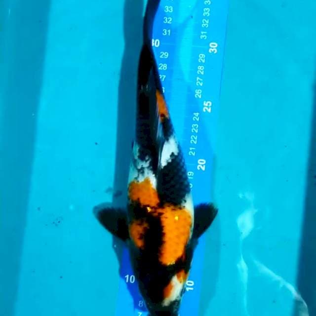 Showa 30cm