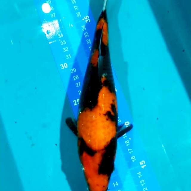 Showa 27cm