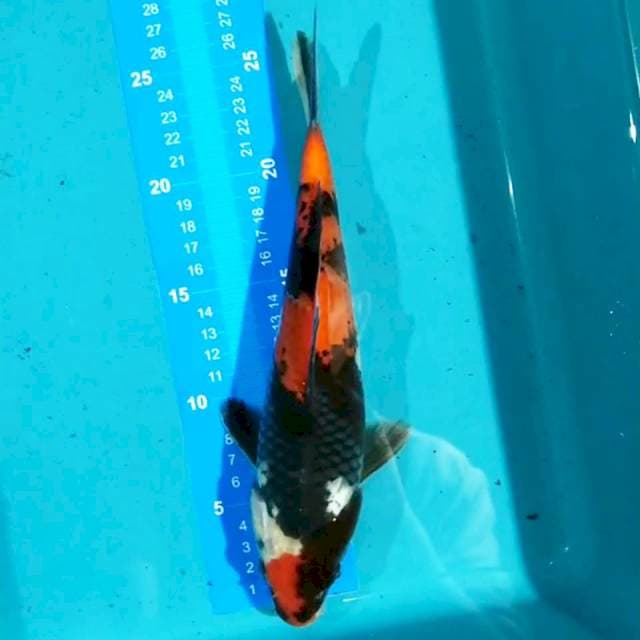 Showa 28cm