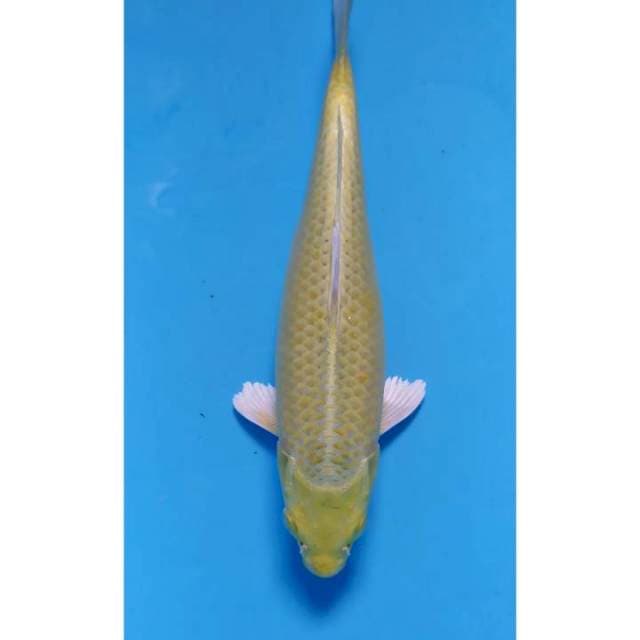 ogon 26 cm