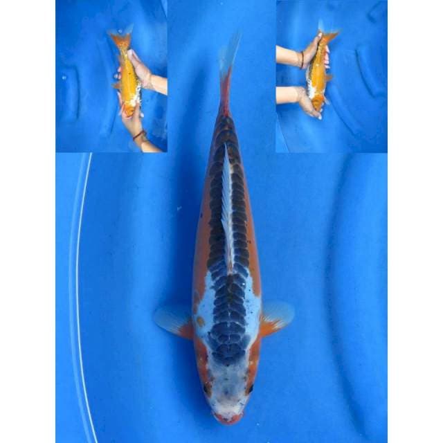 29cm - Shusui