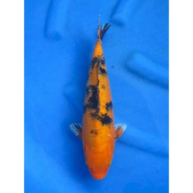 34cm - Aka Bekko