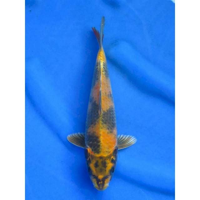 28cm - Kin Utsuri