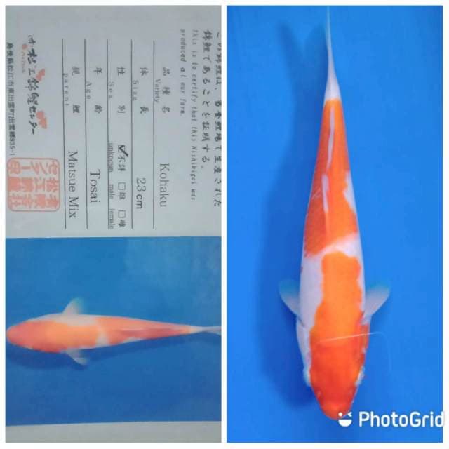 Kohaku matsue