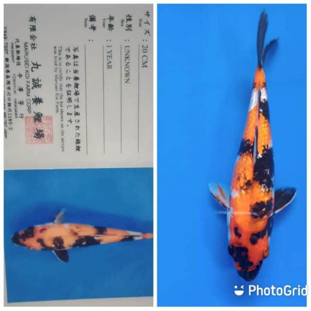Ginrin showa marusei